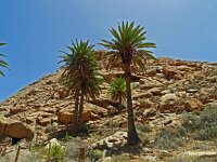 Phoenix canariensis 5, Saxifraga-Hans Grotenhuis
