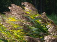 Phragmites australis 16, Riet, Saxifraga-Rudmer Zwerver
