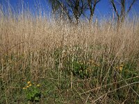 Phragmites australis 27, Riet,  Saxifraga-Hans Boll