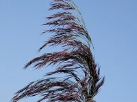 Phragmites australis 43, Riet, Saxifraga-Willem van Kruijsbergen