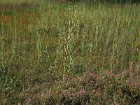 Phragmites australis 47, Riet, Saxifraga-Hans Boll