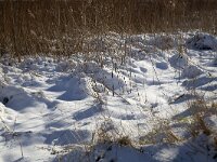 Phragmites australis 48, Riet, Saxifraga-Roel Meijer
