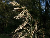 Phragmites australis 5, Riet, Saxifraga-Jan van der Straaten