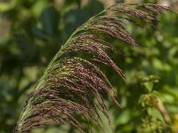 Phragmites australis 56, Riet, Saxifraga-Jan van der Straaten