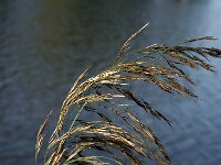 Phragmites australis 6 ,Riet, Saxifraga-Jan van der Straaten