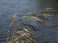 Phragmites australis 7, Riet, Saxifraga-Jan van der Straaten