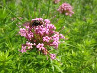 Phuopsis stylosa 2, Saxifraga-Rutger Barendse