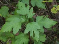 Physocarpus opulifolius 3, Blaasjesvrucht, Saxifraga-Rutger Barendse