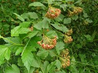 Physocarpus opulifolius 7, Blaasjesvrucht, Saxifraga-Hans Grotenhuis