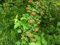 Physocarpus opulifolius 8, Blaasjesvrucht, Saxifraga-Hans Grotenhuis