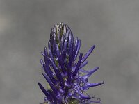 Phyteuma betonicifolium 2, Saxifraga-Willem van Kruijsbergen