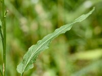 Phyteuma betonicifolium 21, Saxifraga-Sonja Bouwman  Betonian rampion - Phyteuma betonicifolium - Campanulaceae familie