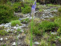 Phyteuma betonicifolium 9, Saxifraga-Ed Stikvoort