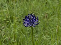 Phyteuma orbiculare 12, Saxifraga-Jan van der Straaten
