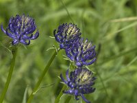Phyteuma orbiculare 14, Saxifraga-Jan van der Straaten