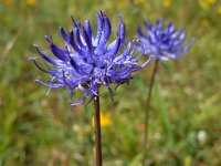 Phyteuma orbiculare 27, Saxifraga-Ed Stikvoort