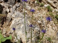 Phyteuma orbiculare 28, Saxifraga-Ed Stikvoort