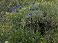 Phyteuma orbiculare 7, Saxifraga-Willem van Kruijsbergen