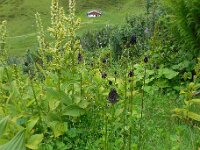 Phyteuma ovatum 9, Saxifraga-Ed Stikvoort