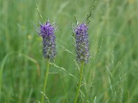 Phyteuma spicatum ssp nigrum 68, Zwart-blauwe rapunzel, Saxifraga-Mark Zekhuis