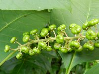 Phytolacca americana 9, Westerse karmozijnbes, Saxifraga-Rutger Barendse