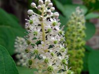 Phytolacca esculenta 10, Oosterse karmozijnbes, Saxifraga-Ed Stikvoort