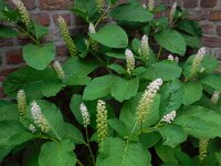 Phytolacca esculenta 7, Oosterse karmozijnbes, Saxifraga-Ed Stikvoort