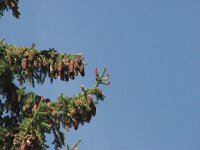 Picea abies 11, Fijnspar, Saxifraga-Jasenka Topic