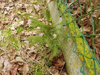 Picea abies 13, Fijnspar, Saxifraga-Rutger Barendse