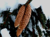 Picea abies 3, Fijnspar, Saxifraga-Jan van der Straaten