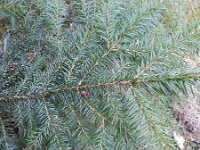 Picea omorika 4, Servische spar, Saxifraga-Rutger Barendse