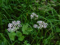 Pimpinella major 15, Grote bevernel, Saxifraga-Ed Stikvoort