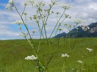 Pimpinella major 17, Grote bevernel, Saxifraga-Ed Stikvoort