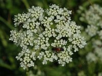 Pimpinella major 2, Grote bevernel, Saxifraga-Jan van der Straaten