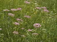 Pimpinella major 2, Grote bevernel, Saxifraga-Marijke Verhagen