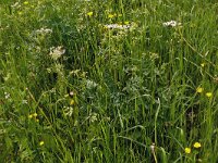 Pimpinella major 23, Grote bevernel, Saxifraga-Hans Grotenhuis