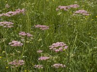 Pimpinella major 3, Grote bevernel, Saxifraga-Marijke Verhagen