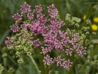 Pimpinella major 6, Grote bevernel, Saxifraga-Marijke Verhagen