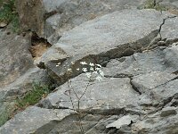 Pimpinella saxifraga 3, Kleine bevernel, Saxifraga-Jan van der Straaten