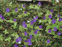 Pinguicula grandiflora 2, Saxifraga-Willem van Kruijsbergen