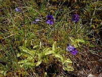 Pinguicula grandiflora 47, Saxifraga-Ed Stikvoort : Pierre de Haute s9900