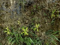 Pinguicula grandiflora 48, Saxifraga-Ed Stikvoort : Poncebos - Cordiñanes de Valdeón s9900