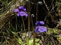 Pinguicula grandiflora 49, Saxifraga-Ed Stikvoort : Notre Dame de l'Hermitage Pierre-sur-Haute Vallée de Fossat s990