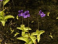 Pinguicula grandiflora 5, Saxifraga-Jan van der Straaten
