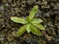 Pinguicula grandiflora 51, Saxifraga-Ed Stikvoort : Poncebos - Cordiñanes de Valdeón s9900