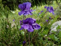 Pinguicula grandiflora 52, Saxifraga-Ed Stikvoort : Pierre de Haute s9900