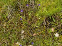 Pinguicula grandiflora 55, Saxifraga-Ed Stikvoort : Pierre de Haute