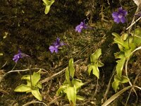 Pinguicula grandiflora 7, Saxifraga-Jan van der Straaten