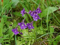 Pinguicula grandiflora ssp grandiflora 16, Saxifraga-Willem van Kruijsbergen
