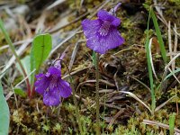Pinguicula grandiflora ssp grandiflora 9, Saxifraga-Willem van Kruijsbergen